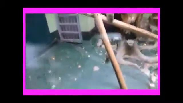 VLOG/Жизнь фотографа: зоопарк, официальная группа, строим глазки :D смотреть онлайн