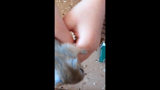 Монгольские песчанки