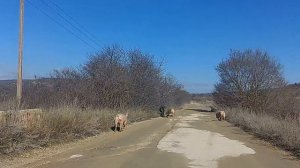 Стадо крымских диких кабанчиков