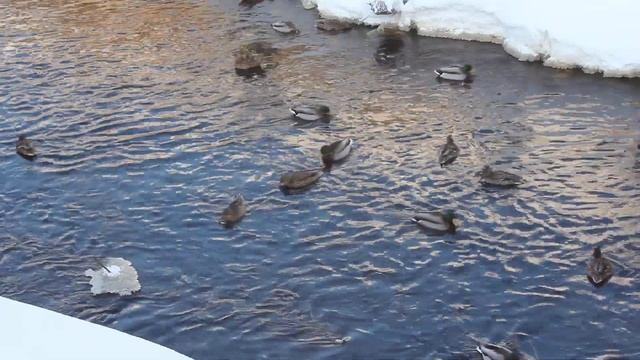 Видео снято на Canon EOS 550D смотреть онлайн