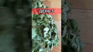 Как из метлы сделать банный веник (премиум веники)