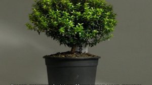 Как размножить мирт в домашних условиях черенками