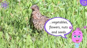 Carnivore, Herbivore And Omnivore | KS1 Year 1 Science | STEM Home Learning