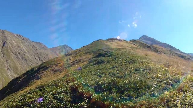 Псеашхо сахарный, начало гребня смотреть онлайн