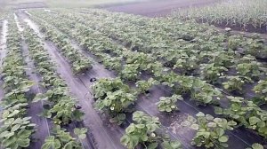 #Обработали клубнику от гнилей, пятнистосей и мучнистой росы