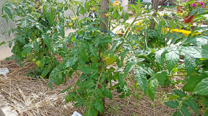 Сибирь. Обзор и формирование Томатных гномов.