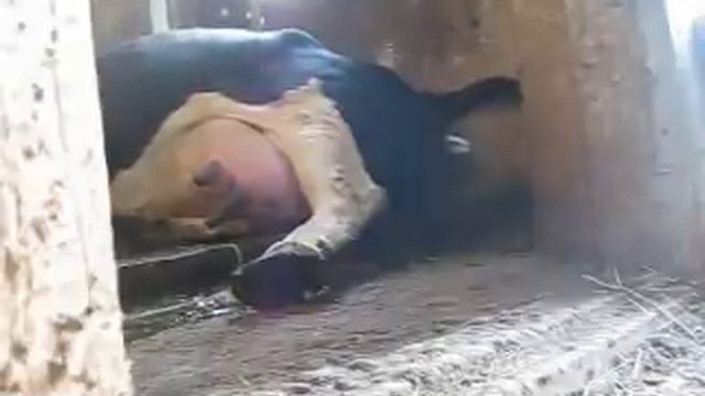 Роды у коровы часть 1 смотреть онлайн
