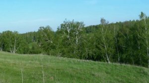 Плакучая береза, д. Дулебино, Озёрский район