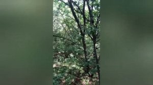 тигр напал на грибников
