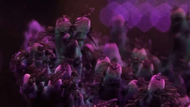 strawberry tabling acropora смотреть онлайн