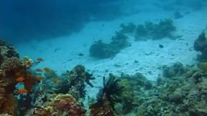 Шарм Эль Шейх. Подводный заповедник Рас Махаммед