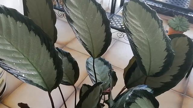 Калатея