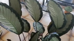Калатея