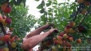 Диплоидная слива (гибридная алыча)