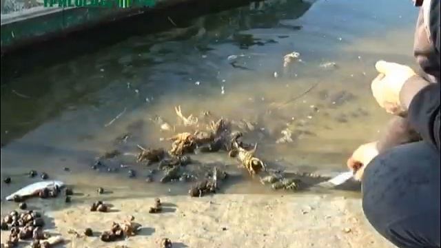 Рыболовные войска Димитровграда