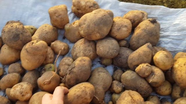 Результат картошки выращенной из корешков