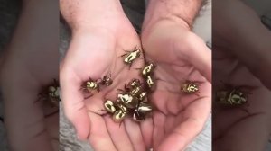 Зеркальный скарабей: золотые жуки