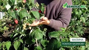 Малина Поклон Казакову