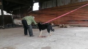 НАЧАЛО ОБУЧЕНИЯ ЩЕНКА ВЕО.