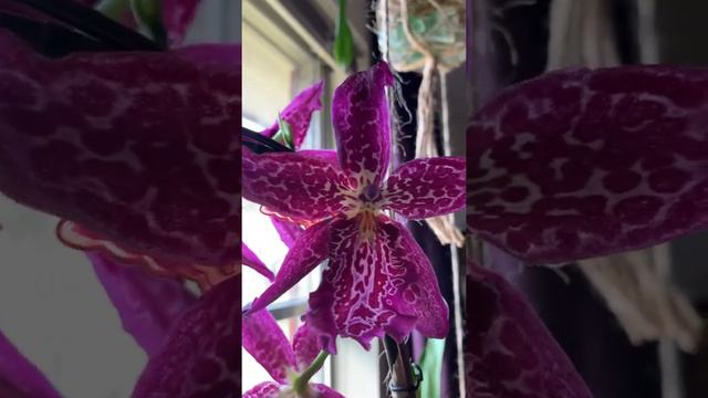 Dancing Orchid смотреть онлайн