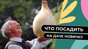 Что посадить на даче новичку