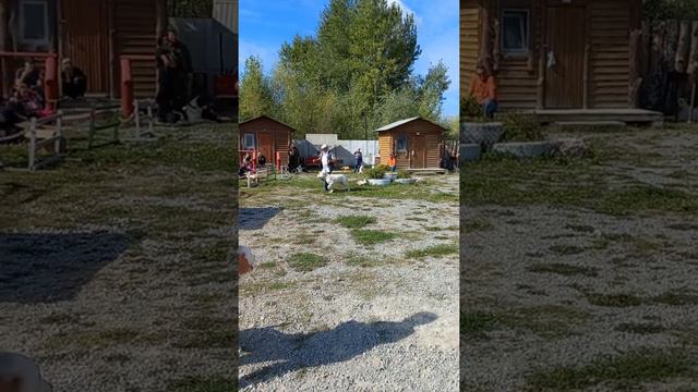 Монопородная выставка САО 21.08.2022 г. г. Искитим эксперт Князев С. П. ринги беби и щенки