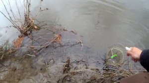 Рыбалка на поплавок по мутной воде, апрель, ловля плотвы,поиск новых мест ,ну и старых тоже