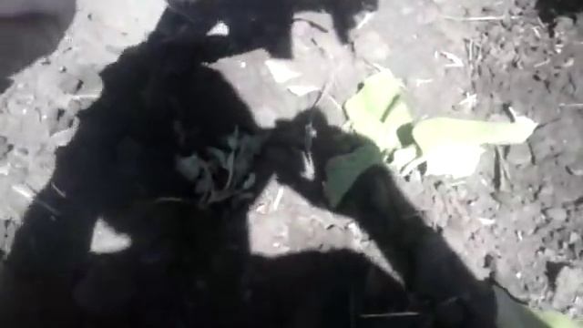 Окучивание подсолнуха КРн-5.6