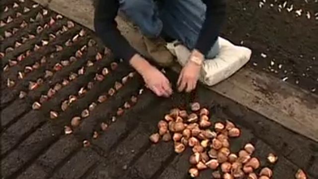 Выращивание тюльпанов