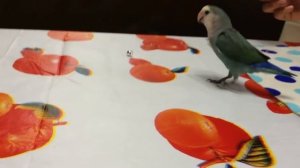 Biko the lovebird doing tricks!