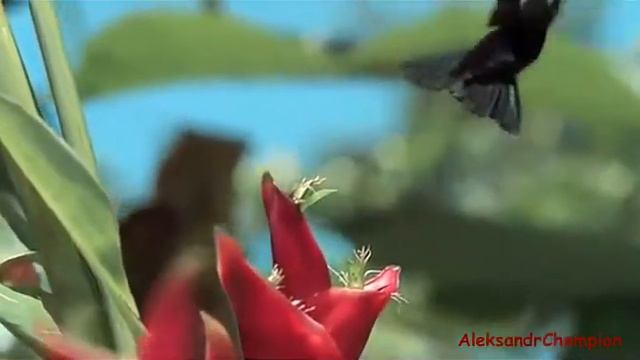 Очень красивая природа Всегда новые видео для вас! смотреть онлайн