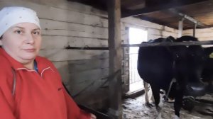 ДЕНЬГИ на ГРАНТ ?⁉️НА ПОРОДИСТЫХ КОРОВ!АЙРШИРСКАЯ, ЯРОСЛАВСКАЯ, ЧЁРНО ПЁСТРЫЕ И ГОЛШТИНСКИЕ КОРОВЫ