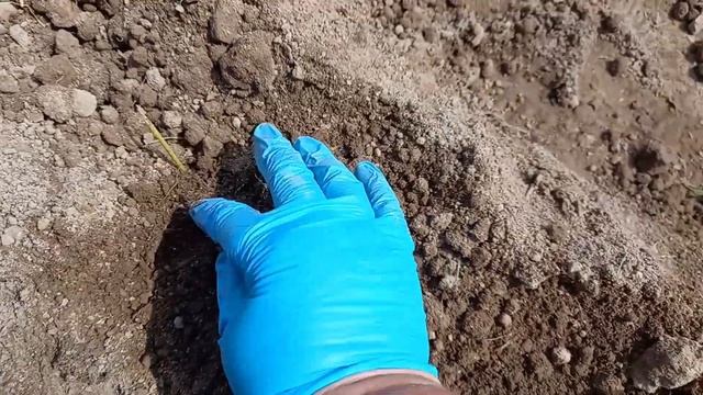 Высаживаем миниклубни, картофель со световыми и этиолированными ростками  Ремонт участка с ранним к