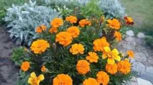 БАРХАТЦЫ НУЖНО ВЫРАЩИВАТЬ ТОЛЬКО ТАК ! БУДУТ РАДОВАТЬ ДО САМОЙ ОСЕНИ, А ЕЩЕ ИХ МОЖНО СЪЕСТЬ