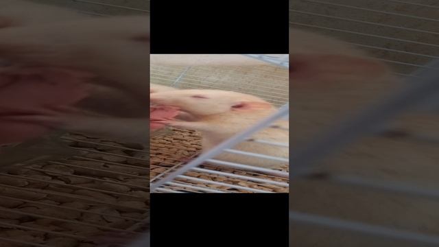 Болезнь крысы Дуси и как мы ей помогаем смотреть онлайн