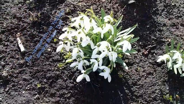Весняні квіти на клумбі первоцвіти | Квіти перед будинком рослини Озеленення Зразок клумби 74