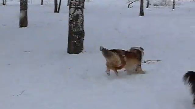 Пэришель Лилак Роуз - игра с апортом. Март 2010 год смотреть онлайн