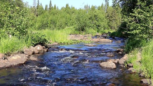 Говорливый ручеёк | ЖИВОЕ ФОТО Виктора Рогова смотреть онлайн