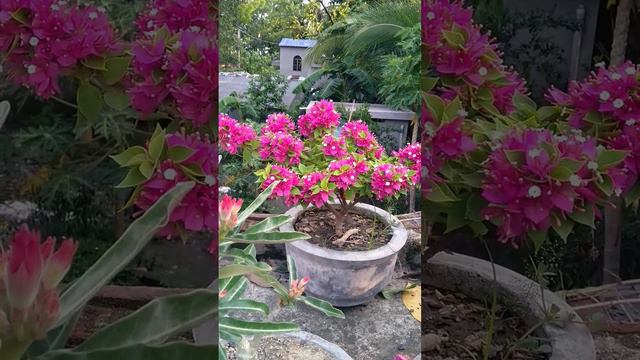 bougainvillea 21 j