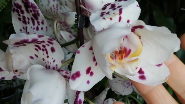 Сравниваем??две ПЕЛОРИЧНЫЕ орхидейки??/сестрички/??(17.08.22) смотреть онлайн