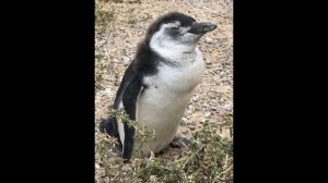 Puerto Madryn and the Punta Tombo Reserve