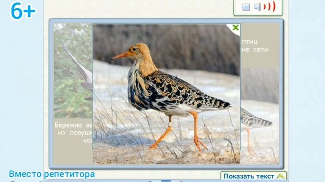 Птичьи секреты смотреть онлайн