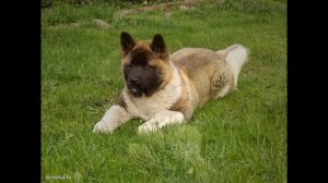 Как выглядят породы собак (АМЕРИКАНСКАЯ АКИТА)