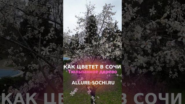 Как в Сочи цветет Тюльпанное дерево, ближайший родственник магнололии #сочиотели #отель #магнолия