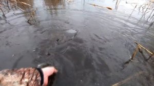 Как, и на что ловить судака с берега, ранней весной. Ловля судака на грушку, пульку.