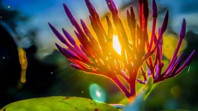 Утренняя расслабляющая музыка - Красивая природа и позитивная энергия (Disley) смотреть онлайн