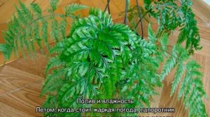 Цветок асплениум — уход в домашних условиях