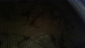 стерлядь 3.5 года в узв.