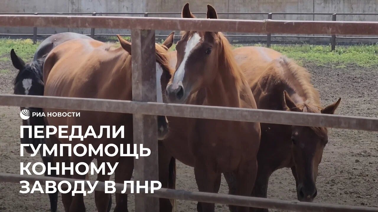 Передали гумпомощь конному заводу в ЛНР