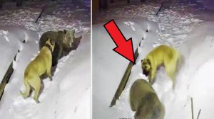 Верный ПЁС защищая хозяина вступил в схватку с МЕДВЕДЕМ!